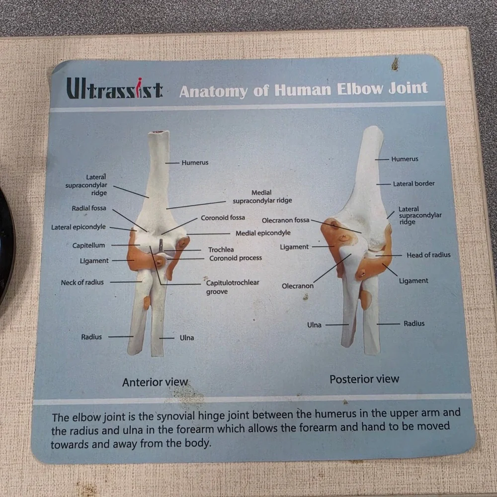 Ultrassist Human Elbow Joint Anatomy Model Life Size‎ White Excellent Ligaments